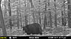 Few New Jersey Bears-mfdc1391.jpg