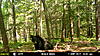 Few New Jersey Bears-mfdc1448.jpg