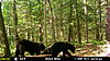 Few New Jersey Bears-mfdc1511.jpg