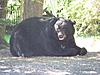 Few New Jersey Bears-big-v-bear-vids-038.jpg