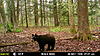 Trail Camera Check.......Big Bear !!!-mfdc8639.jpg