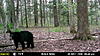 Trail Camera Check.......Big Bear !!!-mfdc8600.jpg