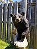 Got My 2016 NJ Archery Bear Back-resized_20180707_120335_6839.jpeg