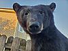 My 2017 New Jersey Muzzleloader Bear Is Home-resized_20190817_191956-1-.jpeg
