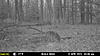 Few More Trail Camera Pictures-mfdc2332.jpg