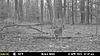 Few More Trail Camera Pictures-mfdc2389.jpg