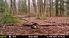 Few More Trail Camera Pictures-mfdc2513.jpg