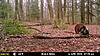 Few More Trail Camera Pictures-mfdc2512.jpg