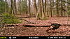 Few More Trail Camera Pictures-mfdc2537.jpg
