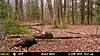 Few More Trail Camera Pictures-mfdc2543.jpg