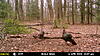 Few More Trail Camera Pictures-mfdc2550.jpg