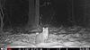 Kitten Back On Camera.....MEOW !!!-13685066.jpg