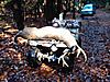 Fat 6 pointer pic-2008-buck-5.jpg