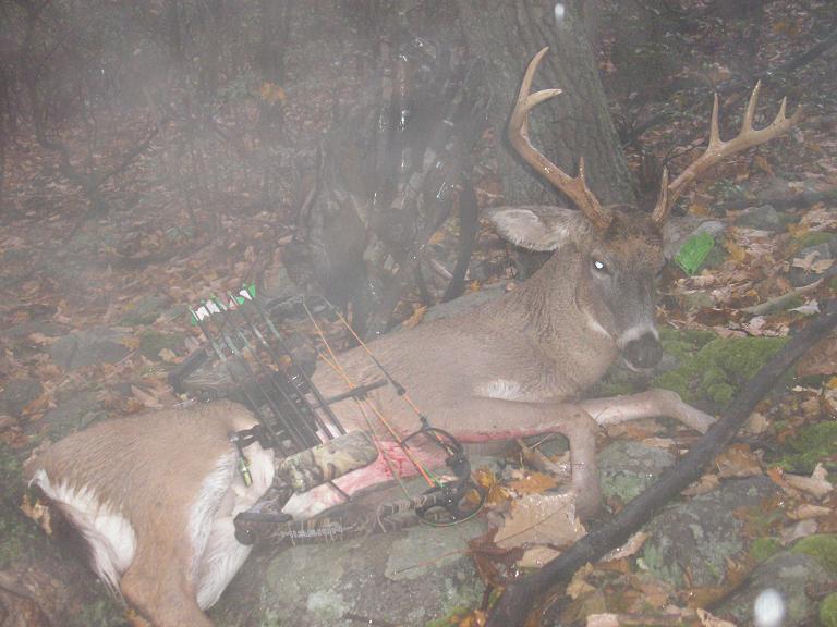 Name:  09bowbuck 004.jpg
Views: 146
Size:  74.3 KB