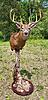 My New Jersey Buck Is Home-346112882_1315653209301276_3312995555150053618_n.jpg