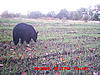 Game cam photos-bear-oat-plot-2009.jpg