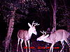 Game cam photos-5-6-point.jpg