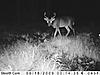 Game cam photos-pict0697.jpg