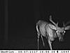 Game cam photos-pict0627.jpg