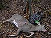 NY opening day, who dropped one?-09-708-doe-007.jpg