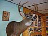 Mass Deer Hunters-dsc03628_email1.jpg