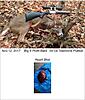 Scope Issue - Looking for help-buck-shot-2sm.jpg