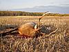 2009 Canadian Hunting Posts-elk-2.jpg