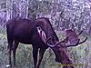 2009 Canadian Hunting Posts-pict0432.jpg