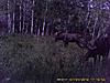 2009 Canadian Hunting Posts-pict0474.jpg