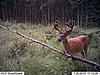 2009 Canadian Hunting Posts-1.jpg