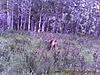 2009 Canadian Hunting Posts-pict0984.jpg