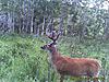 2009 Canadian Hunting Posts-pict0993.jpg