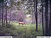 2009 Canadian Hunting Posts-2.jpg