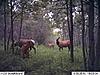 2009 Canadian Hunting Posts-5.jpg