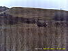 2009 Canadian Hunting Posts-pict0247.jpg