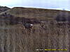 2009 Canadian Hunting Posts-pict0054.jpg