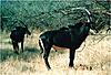 Rare African Game Breeding &amp; Hunting Investment Project-sable.jpg