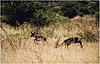 Rare African Game Breeding &amp; Hunting Investment Project-impala.jpg