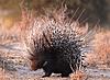 Hi from South Africa-porcupine.jpg