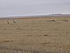 2009 Canadian Hunting Posts-antelope-2009-3.jpg