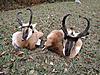 2009 Canadian Hunting Posts-2009-antelope-2.jpg