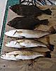 My catches over 2010-inshore-bounty2-copy.jpg