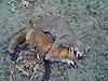 Pics-fox-bc.jpg