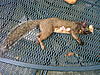 2010-2011 Squirrel Hunting Contest Scoreboard-squirrel.jpg