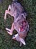 &quot;Dead Yote Pics&quot;-coyote.jpg
