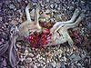 RaBbiT GuN-photo105.jpg