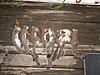 2010-2011 Squirrel Hunting Contest Scoreboard-001.jpg