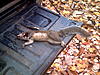 2010-2011 Squirrel Hunting Contest Scoreboard-squirrel-11-16-2010.jpg