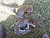 2010-2011 Squirrel Hunting Contest Scoreboard-photo0474.jpg