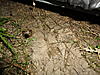 What's Been Digging in My Yard?-footprint1.jpg